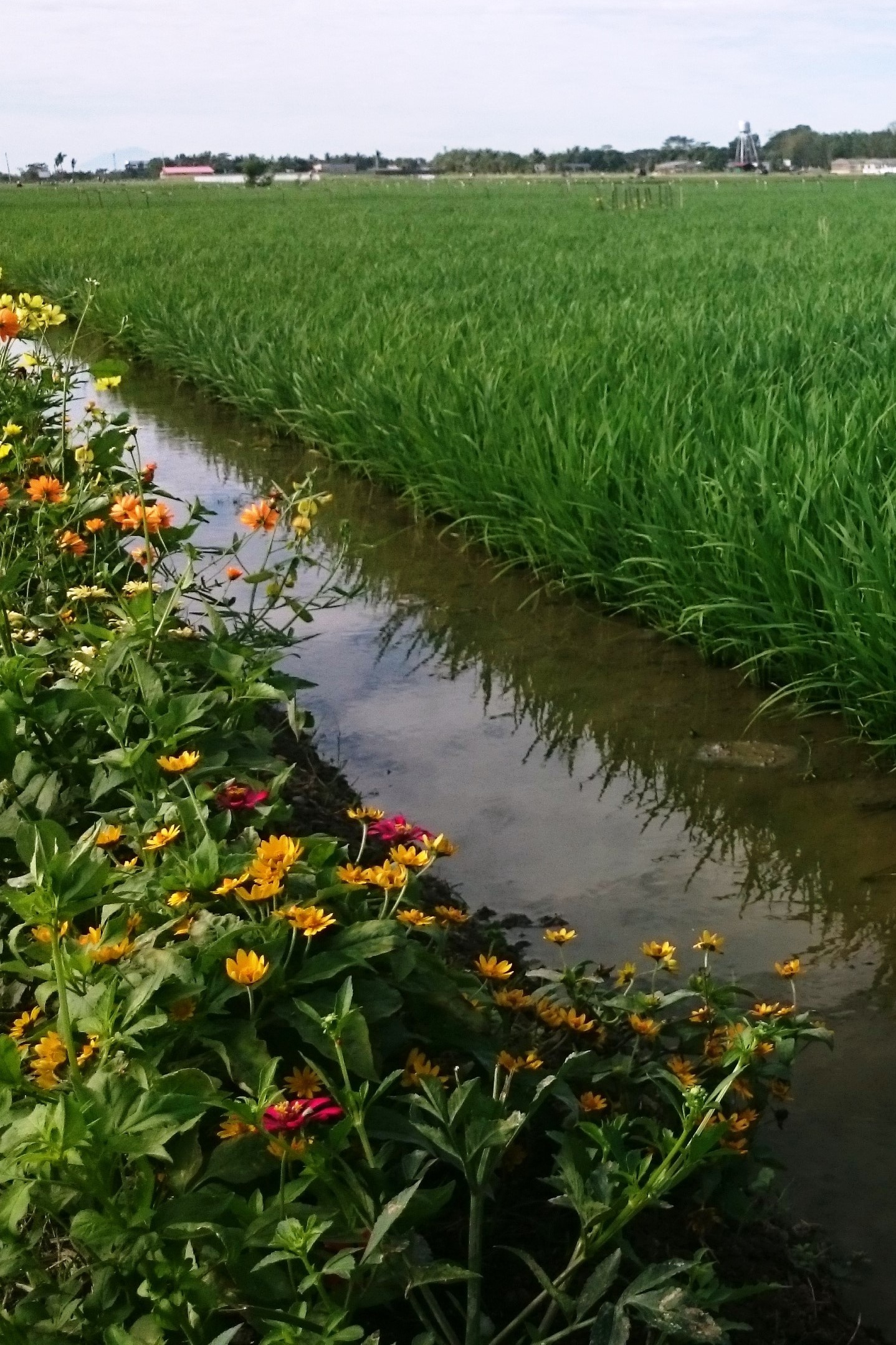 Rice field and flower stripe