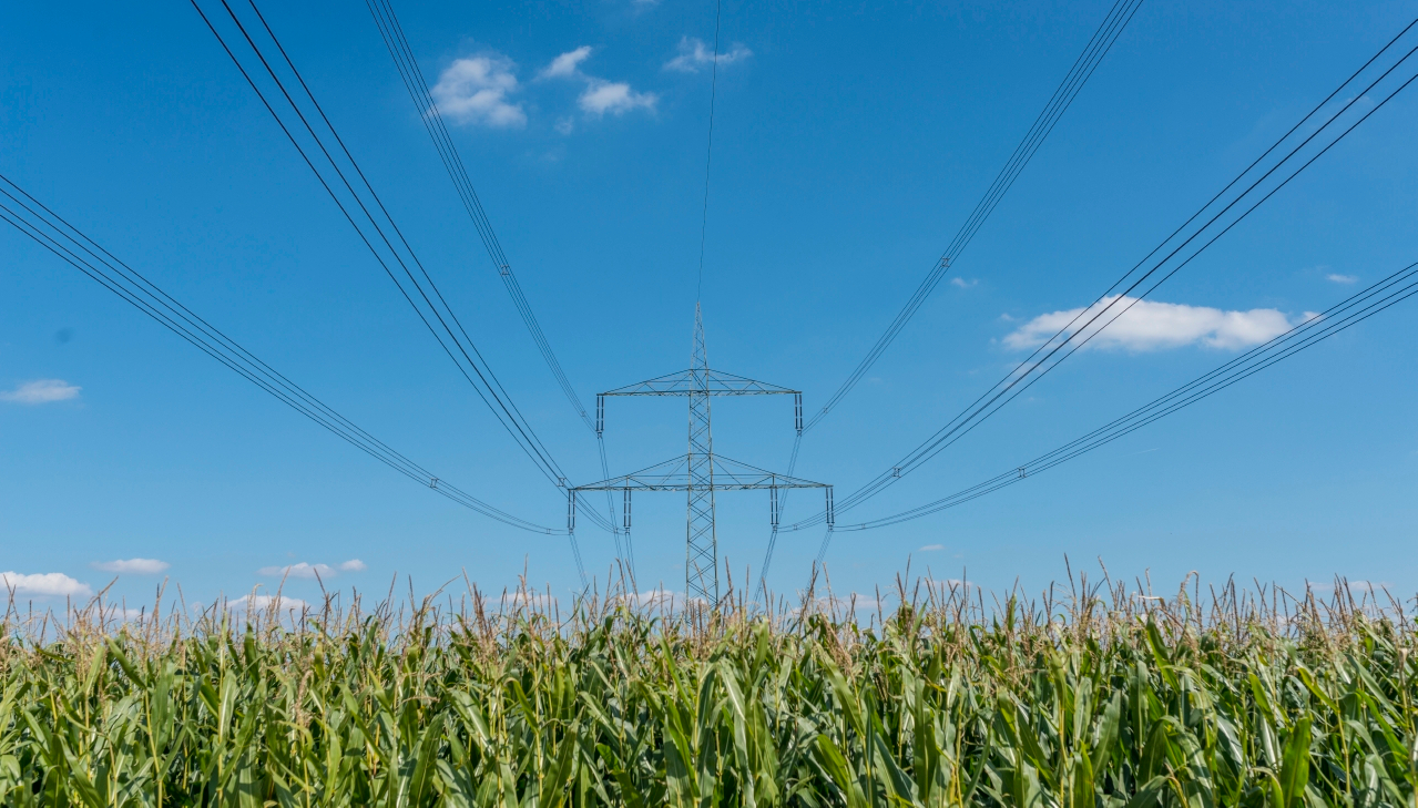 Power Transmission on cornfield. Source: A. Künzelmann / UFZ
