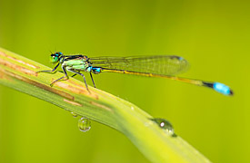 Small Dragonfly Ischnura senegalensis