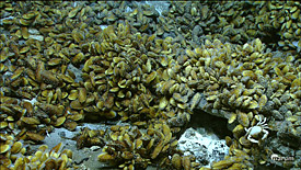 Muschelfelder um die hydrothermalen Quellen herum