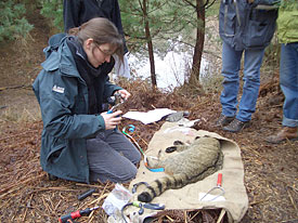 Nina Klar put a transmitter to an anaesthetized wildcat to monitor the moving patters.